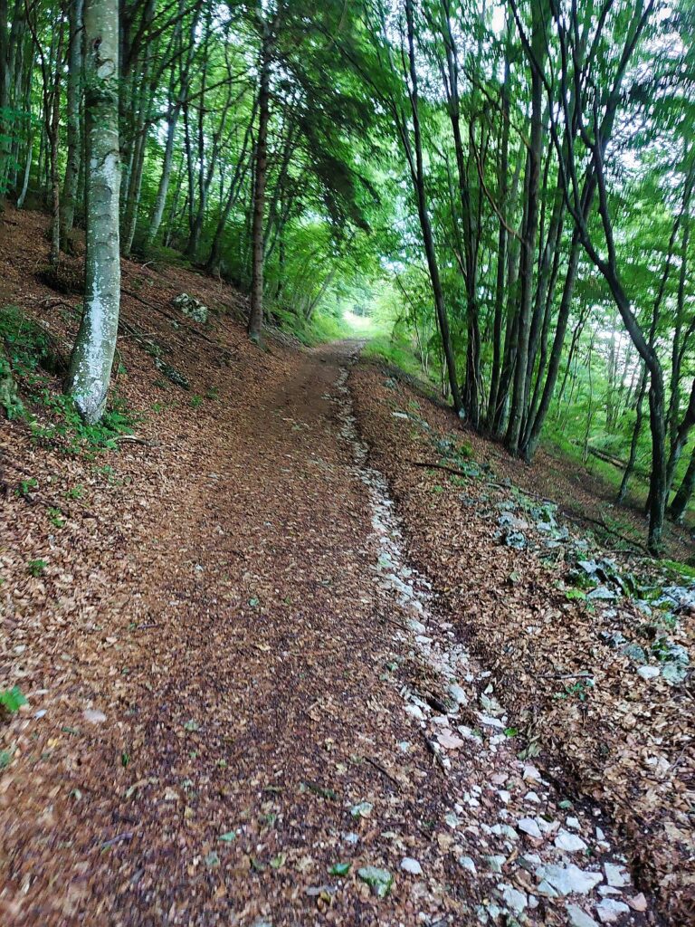 Angenehmer Forstweg
