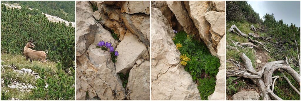 Gämsen, Blumen, Wurzeln
