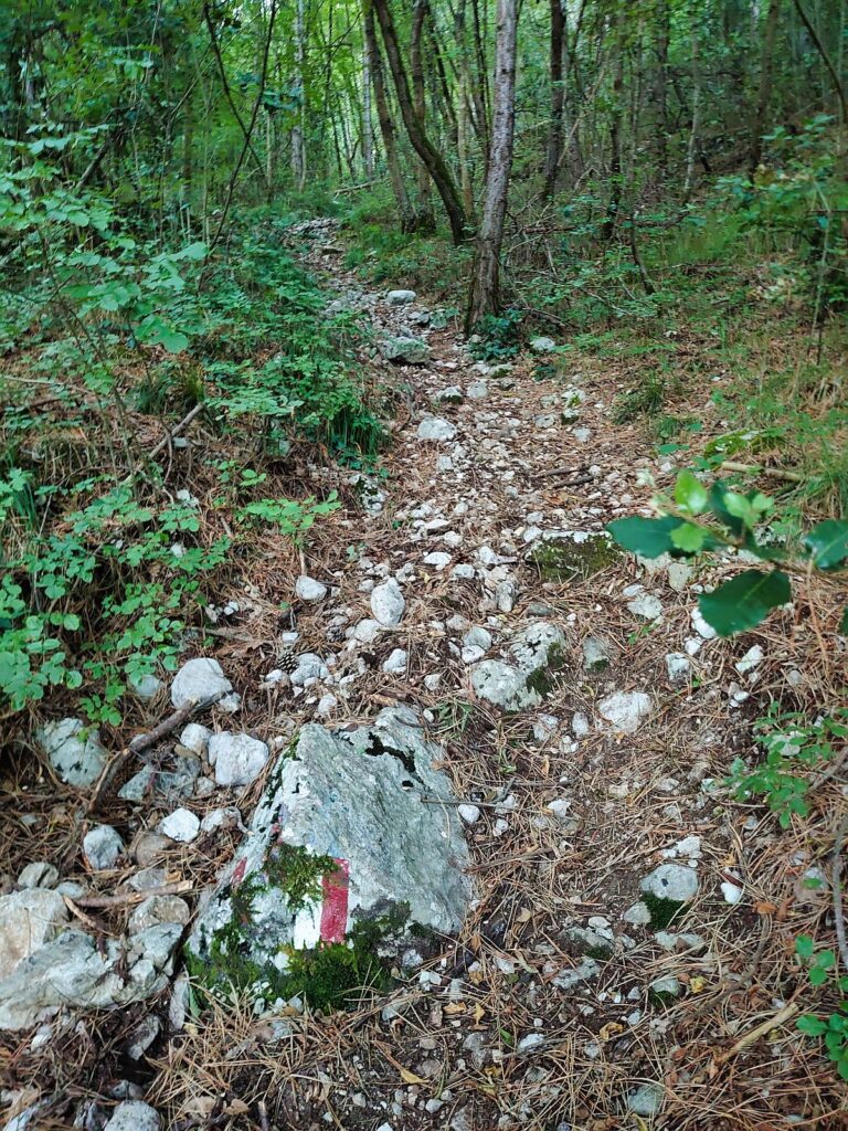 Aufstieg durch den Wald